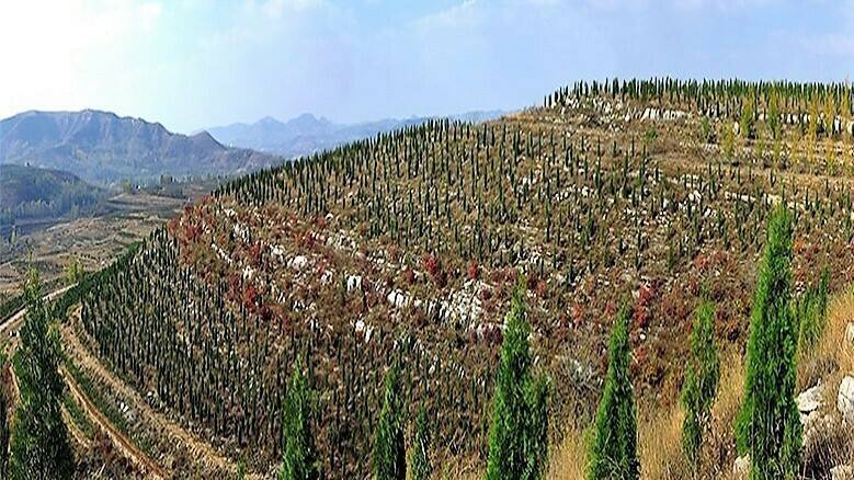 reforestacion-china-shandong|reforestación